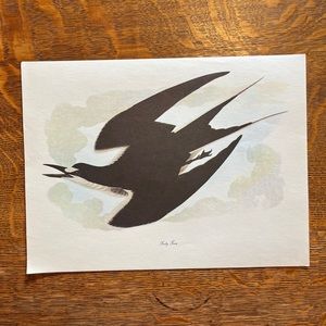 Vintage Audubon Birds of America Lithograph Print, Sooty Tern